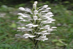 Habenaria roxburghii